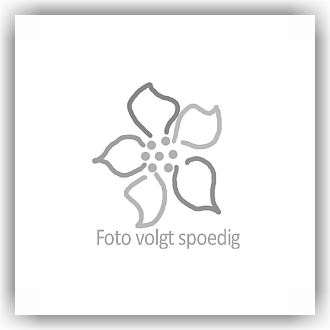 Bunzlau Ramekin bakje - Ø10cm (1327) - Lace (884)