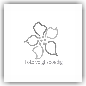 Bunzlau Ovale schaal Ø26x21cm (602293) - Frozen Flowers (553)