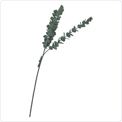Bunzlau Eucalyptus - 60 cm (EU01)