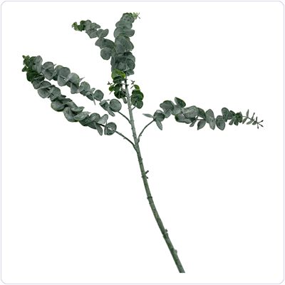 Bunzlau Eucalyptus baby 85 cm (KB24)