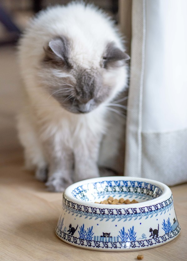 1525 kitten voerbak